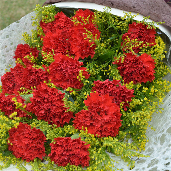 如何快速让康乃馨开花 要想康乃馨快速开花这样养护就可以啦