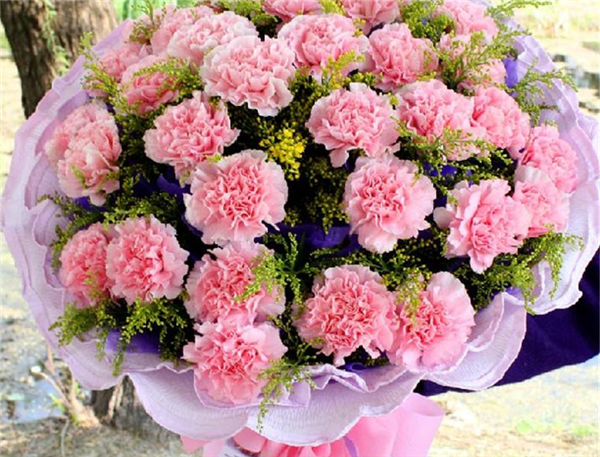 如何快速让康乃馨开花 要想康乃馨快速开花这样养护就可以啦