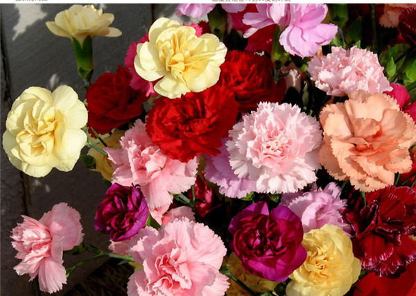 康乃馨花谢后怎么处理 康乃馨花谢后这样养护会再次开花哦