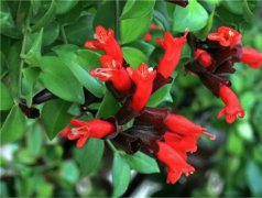 口红花能四季开花吗 口红花这样养护可以天天开花哦