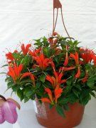 �ں컨��ʲô�ô����ں컨�Ĺ�Ч�������㶼�˽���