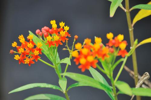 马利筋有毒吗 注意马利筋是有毒的哦