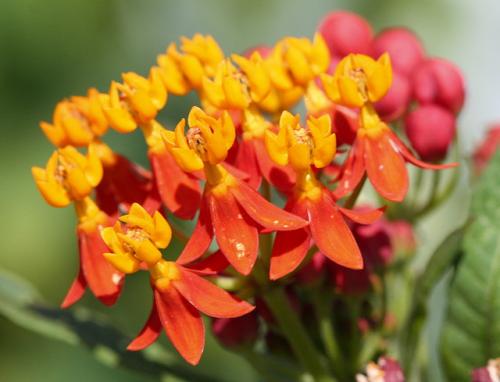 马利筋有毒吗 注意马利筋是有毒的哦