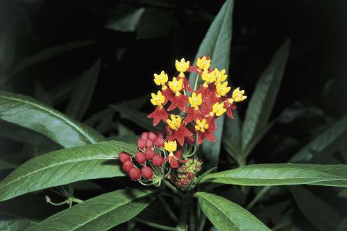 马利筋有毒吗 注意马利筋是有毒的哦