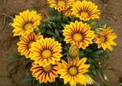 勋章菊几月开花?勋章菊这样养护可以延长花期哦