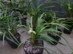 春兰怎么养才能开花 这才是春兰开花最正确的养护方式