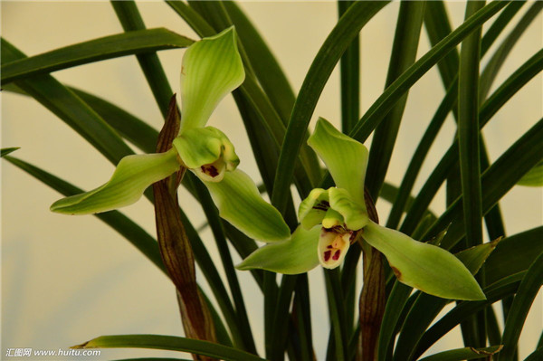 春兰叶子发黄怎么办 我们这样给春兰进行处理准没错