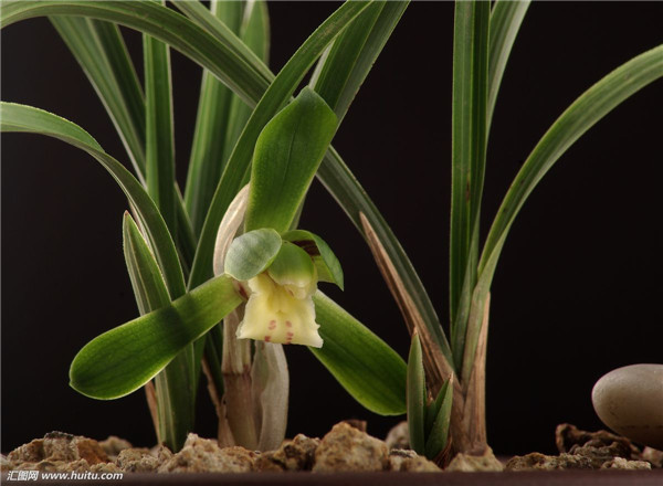 春兰叶子发黄怎么办 我们这样给春兰进行处理准没错