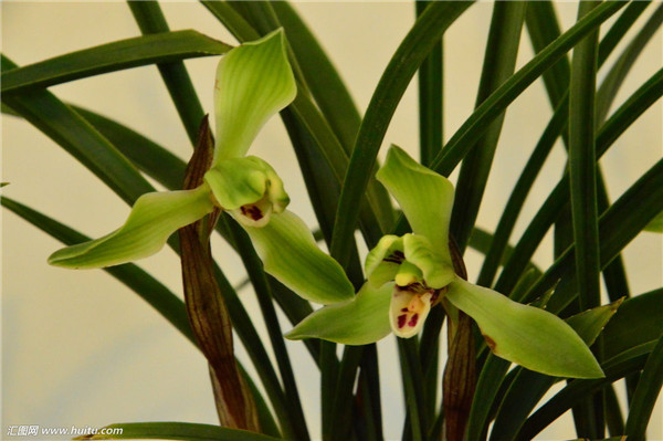 春兰叶子发黄怎么办 我们这样给春兰进行处理准没错