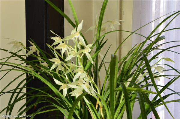 春兰叶子发黄怎么办 我们这样给春兰进行处理准没错