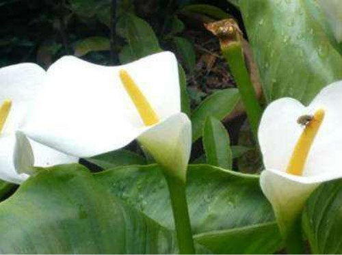 马蹄莲的花语是什么代表含义 马蹄莲送给哪些人最合适呢