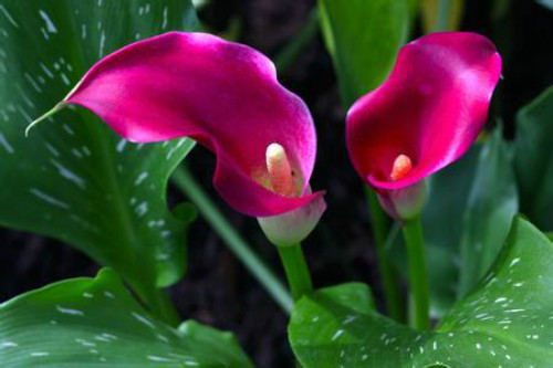 马蹄莲的花语是什么代表含义 马蹄莲送给哪些人最合适呢