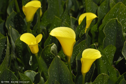 马蹄莲的花语是什么代表含义 马蹄莲送给哪些人最合适呢