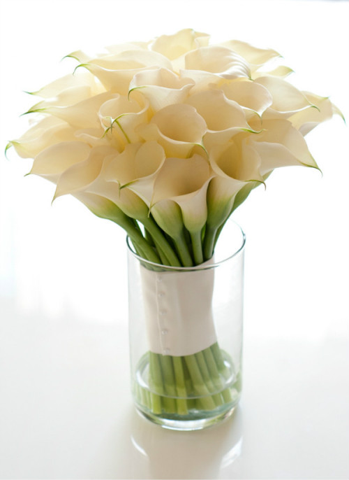 马蹄莲的花语是什么代表含义 马蹄莲送给哪些人最合适呢