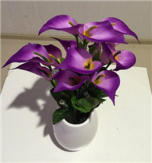 马蹄莲的花语是什么代表含义 马蹄莲送给哪些人最合适呢