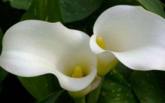 ֲ������������ˮ������������ˮ����ֳ�������迴����