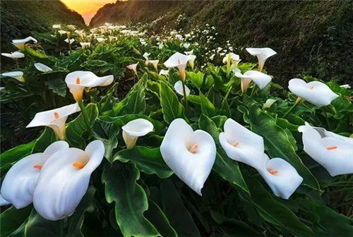 ���������껨��ô�� ���������ڹ������������������