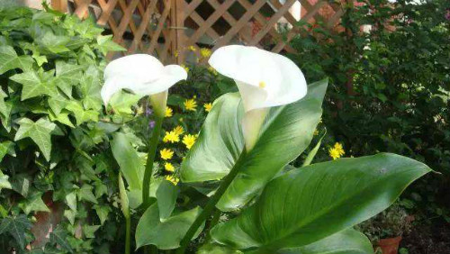 ���������껨��ô�� ���������ڹ������������������