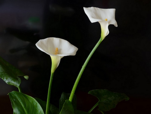 ���������껨��ô�� ���������ڹ������������������