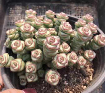 Ǯ��Ҷ��������ô�� ���û���ô����ͺ���