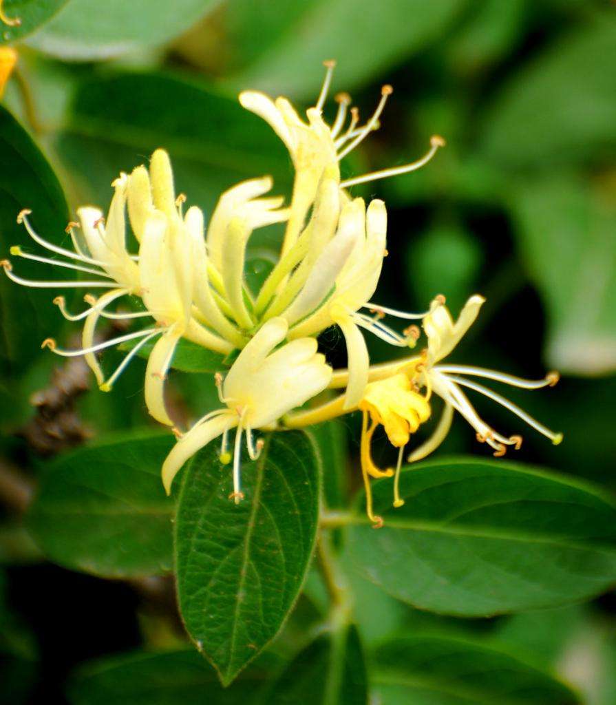 金银花的功效与禁忌有哪些?注意这几种人不能喝金银花哦