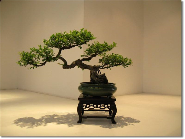 金枝玉叶有毒吗 金枝玉叶的这些功效与作用你都了解吗