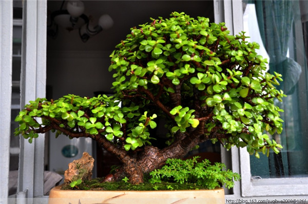 金枝玉叶有毒吗 金枝玉叶的这些功效与作用你都了解吗