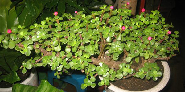 金枝玉叶有毒吗 金枝玉叶的这些功效与作用你都了解吗