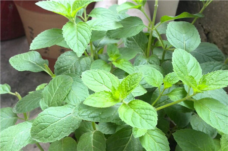 ������ô��ˮ������ϸ���� ��ô�����ɽ�ˮһ��û�д�