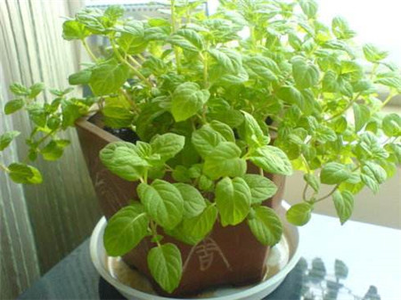 ������ô��ˮ������ϸ���� ��ô�����ɽ�ˮһ��û�д�