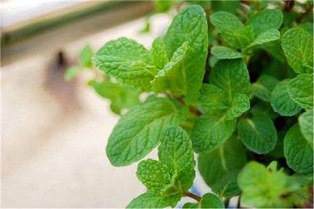 ������ô��ˮ������ϸ���� ��ô�����ɽ�ˮһ��û�д�