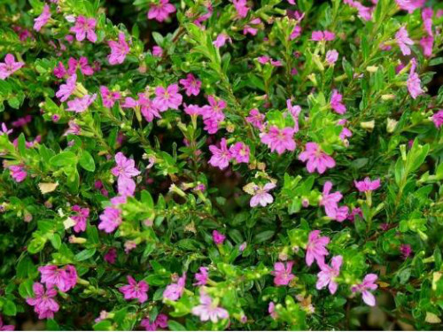 ϸҶѩ�ѻ�����������������Щ�������⼸���´ξ��Բ������ϴ���