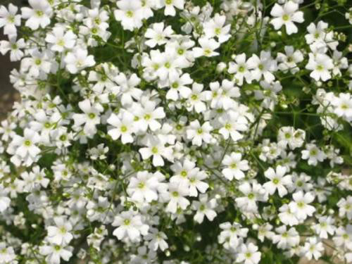 ϸҶѩ�ѻ�����������������Щ�������⼸���´ξ��Բ������ϴ���