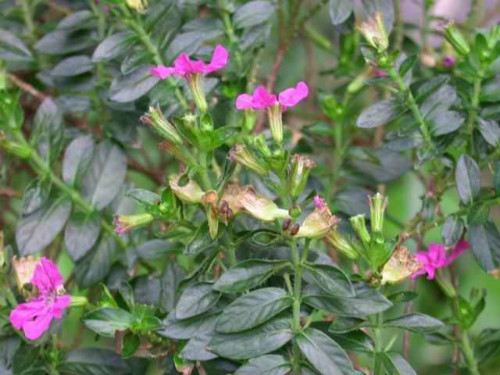 ϸҶѩ�ѻ�����������������Щ�������⼸���´ξ��Բ������ϴ���