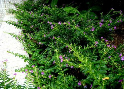 ϸҶѩ�ѻ��ж�������������  ����ϸҶѩ�ѻ���Ҫע����Щ����