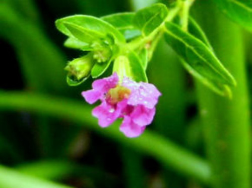 ϸҶѩ�ѻ��ж�������������  ����ϸҶѩ�ѻ���Ҫע����Щ����