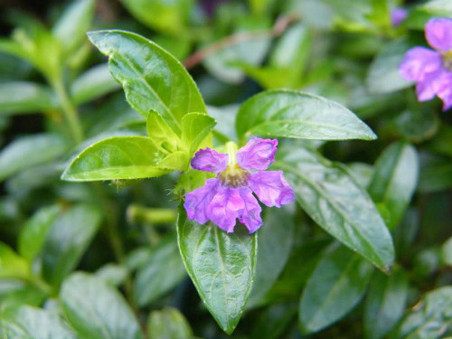 ϸҶѩ�ѻ��ж�������������  ����ϸҶѩ�ѻ���Ҫע����Щ����