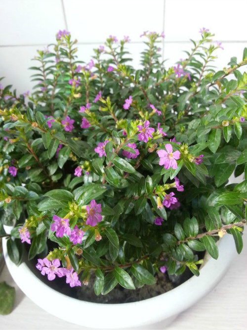 ϸҶѩ�ѻ��ж�������������  ����ϸҶѩ�ѻ���Ҫע����Щ����