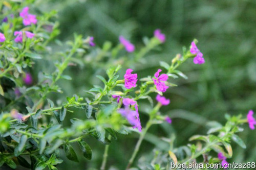 ϸҶѩ�ѻ���ô��������  ϸҶѩ�ѻ����������ɿ�����