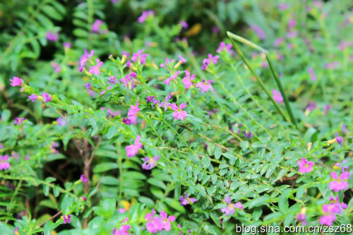 ϸҶѩ�ѻ���ô��������  ϸҶѩ�ѻ����������ɿ�����