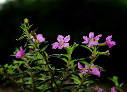 ϸҶѩ�ѻ���ô��������  ϸҶѩ�ѻ����������ɿ�����