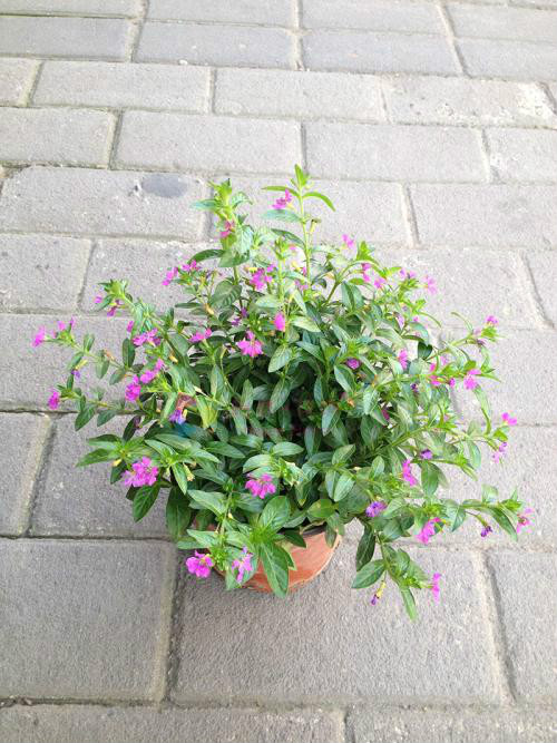 ϸҶѩ�ѻ��ж�������������  ����ϸҶѩ�ѻ���Ҫע����Щ����