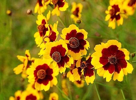 蛇目菊有毒吗可以在家养吗 家养蛇目菊需要注意下面这些哦