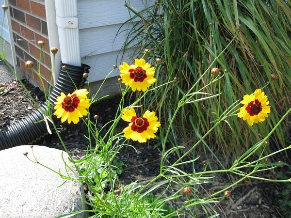 蛇目菊有毒吗可以在家养吗 家养蛇目菊需要注意下面这些哦