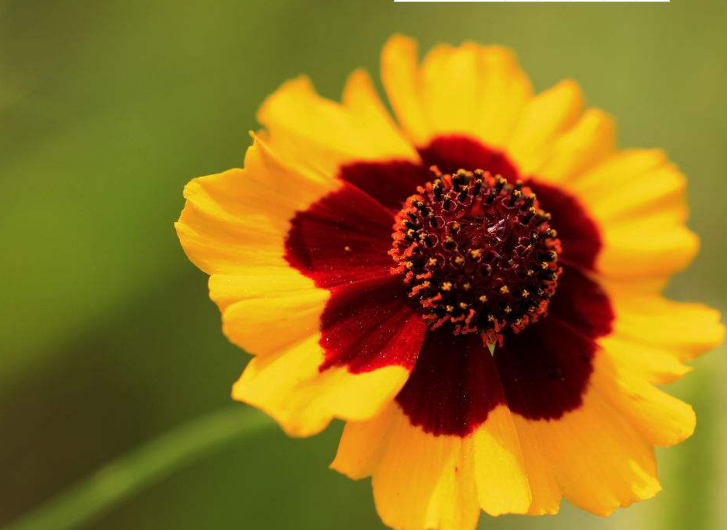 蛇目菊有毒吗可以在家养吗 家养蛇目菊需要注意下面这些哦