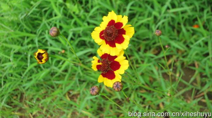 蛇目菊有毒吗可以在家养吗 家养蛇目菊需要注意下面这些哦