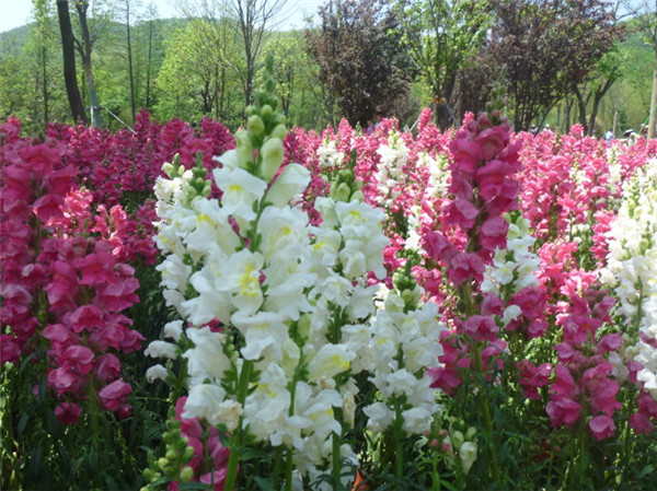 ����ݿ���Ǥ���� ��������ȫ�Ľ����Ǥ�己ֳ����С����