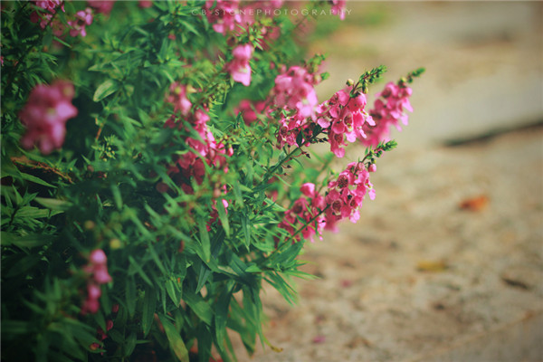 ����ݿ���Ǥ���� ��������ȫ�Ľ����Ǥ�己ֳ����С����