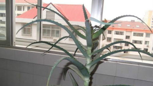 龙爪菊叶子干枯发黄怎么办 三招教你快速解决龙爪菊叶黄问题