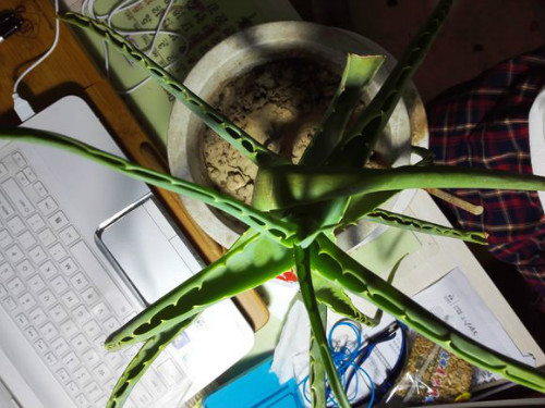 龙爪菊叶子干枯发黄怎么办 三招教你快速解决龙爪菊叶黄问题